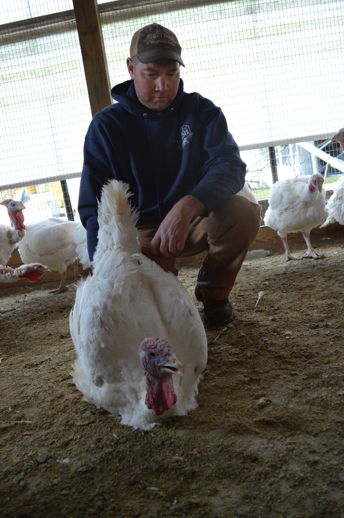Ashley Farms 3